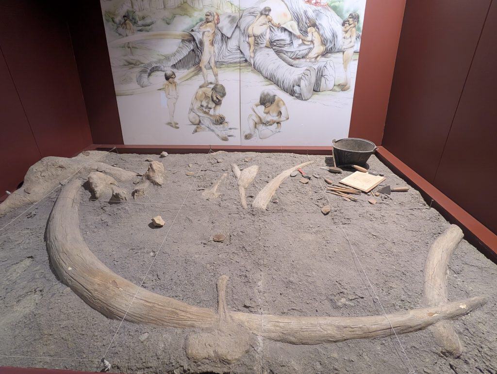 Excavation diorama of the Aridos-1 Lower Paleolithic elephant butchering site, tusks and bones laid out in situ beneath an illustrated reconstruction of the scene.